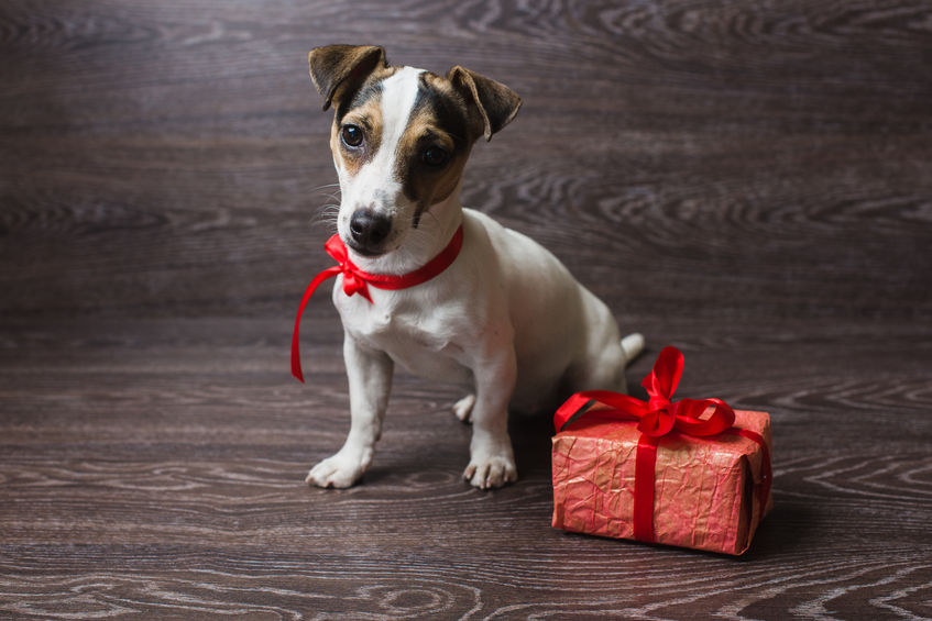 božična darila za psa