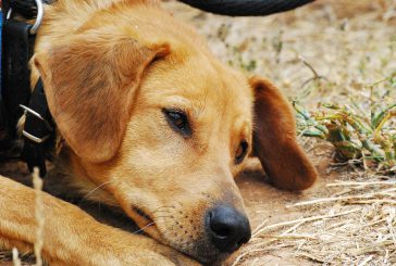 Epilepsija pri psih in tradicionalna kitajska veterinarska medicina
