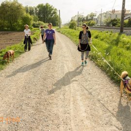 permisivna vzgoja pasja šola za psa