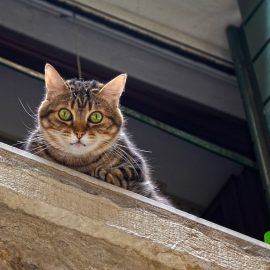 Zaščitna mreža za mačke ali zakaj so nagibna okna nevarna za mačke