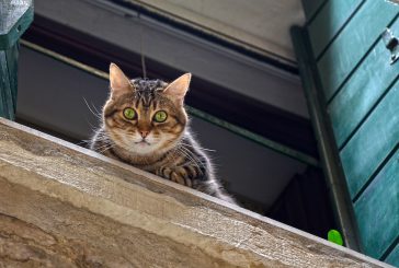 Nevarnost: mačke in okna, odprta na nagib