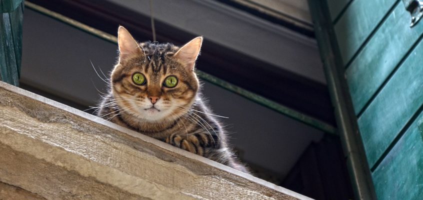 Zaščitna mreža za mačke ali zakaj so nagibna okna nevarna za mačke