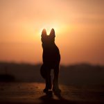 Smrt psa – kako preboleti izgubo psa?
