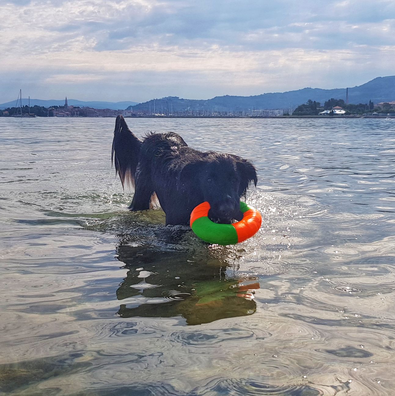 plavajoče igrače za pse