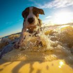 4 ideje za poletno razvajanje psa