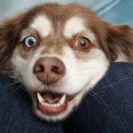 Drobovina za psa: kaj DA in kaj NE?