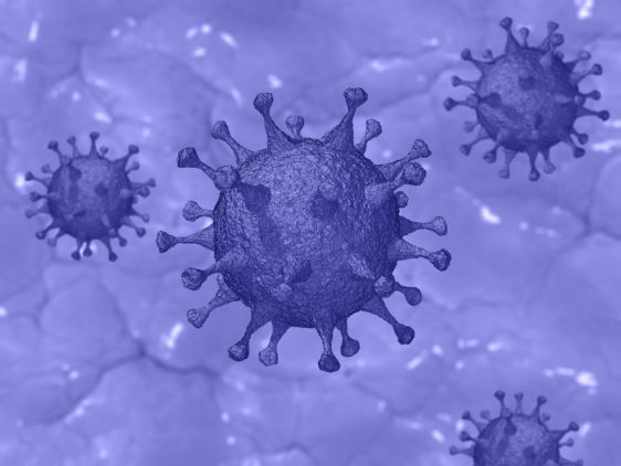 novi koronavirus in domaže živali