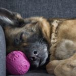 Koronavirus: kako zaposliti sebe in psa?