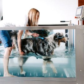 hidroterapija za pse - hepifit