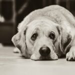 Skrb za bolnega psa lahko vpliva na zdravje človeka