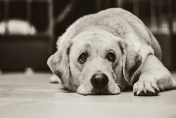 Skrb za bolnega psa lahko vpliva na zdravje človeka
