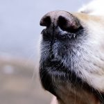 Skrb za starejšega psa: skrb za kvaliteto življenja