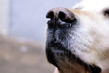 Skrb za starejšega psa: skrb za kvaliteto življenja