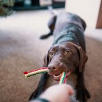 Interaktivne igrače za pse: zakaj delujejo in katere izbrati?