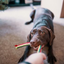 dog pulling his toy