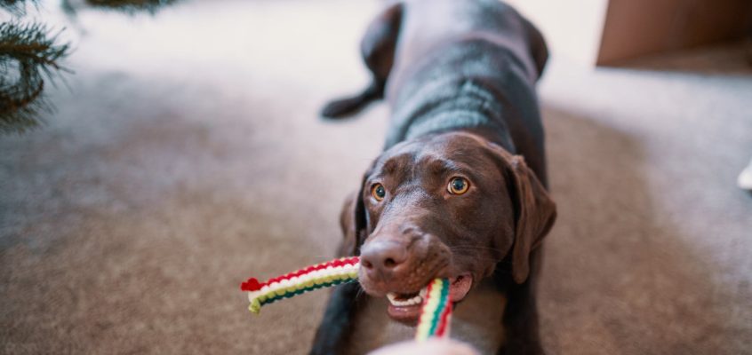 dog pulling his toy