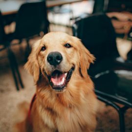 short coated tan dog