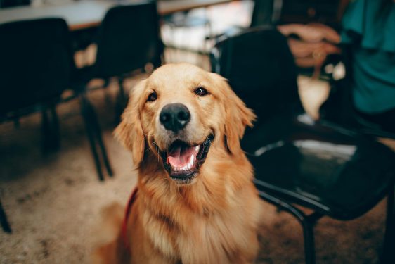 short coated tan dog