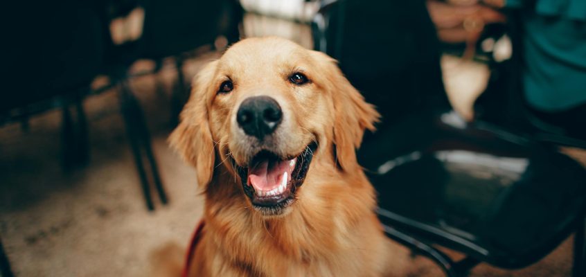 short coated tan dog