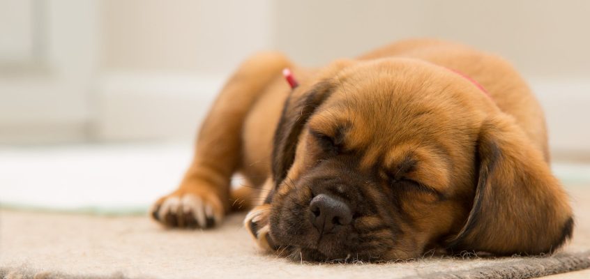 short coated brown puppy sleeping on brown mat