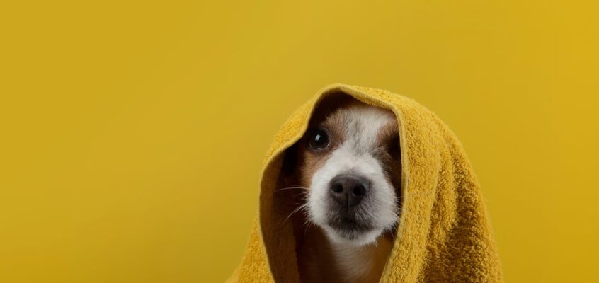 Jesenski wellness za pse