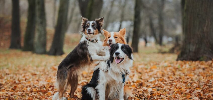 Sezonske bolezni psov v jesenskem času