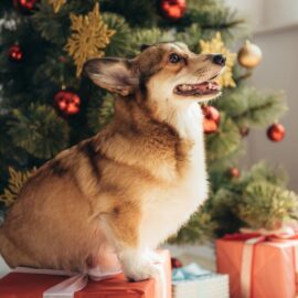 Trendi darila za psa v letu 2025: ideje za razvajanje kužkov in njihovih lastnikov