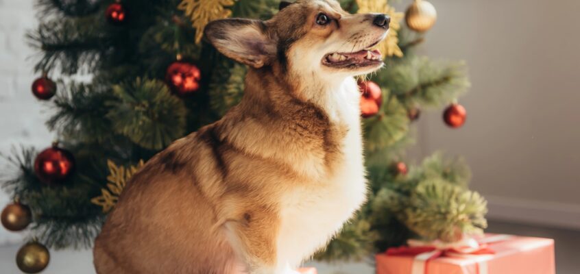 Darila za pse v letu 2026