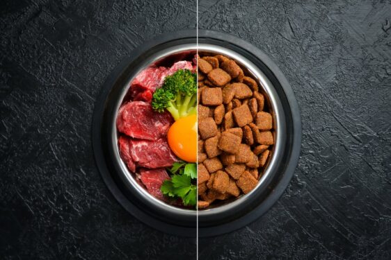 Surove beljakovine v hrani za pse