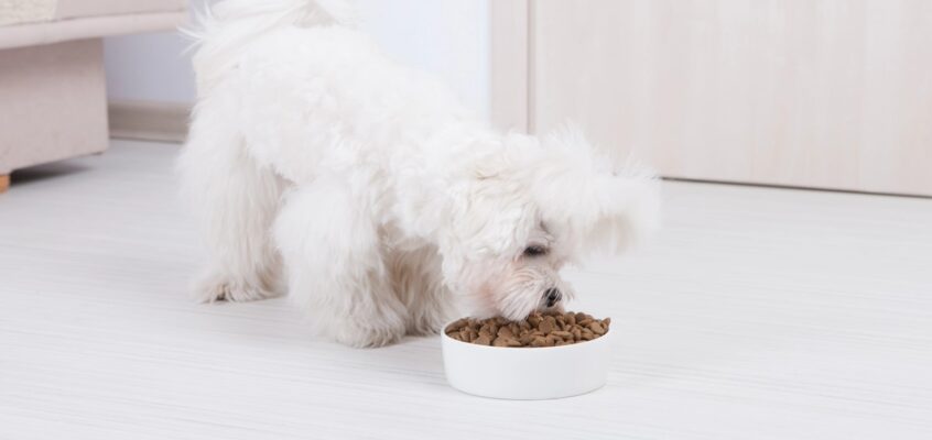 Monoproteinska hrana za pse